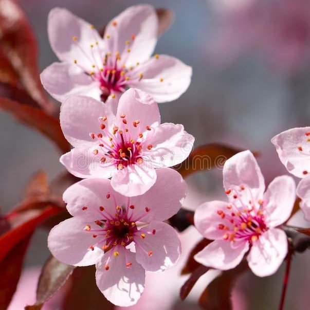 cherry blossoms always make me feel so happy, like a little hug from nature! 💗