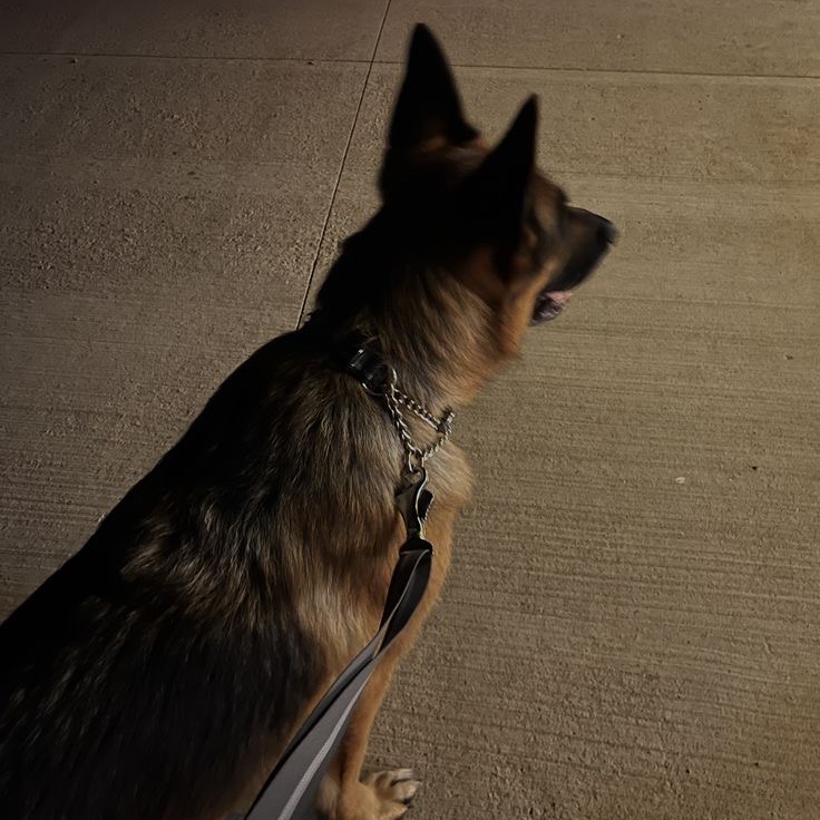 Good boy. Always on watch.