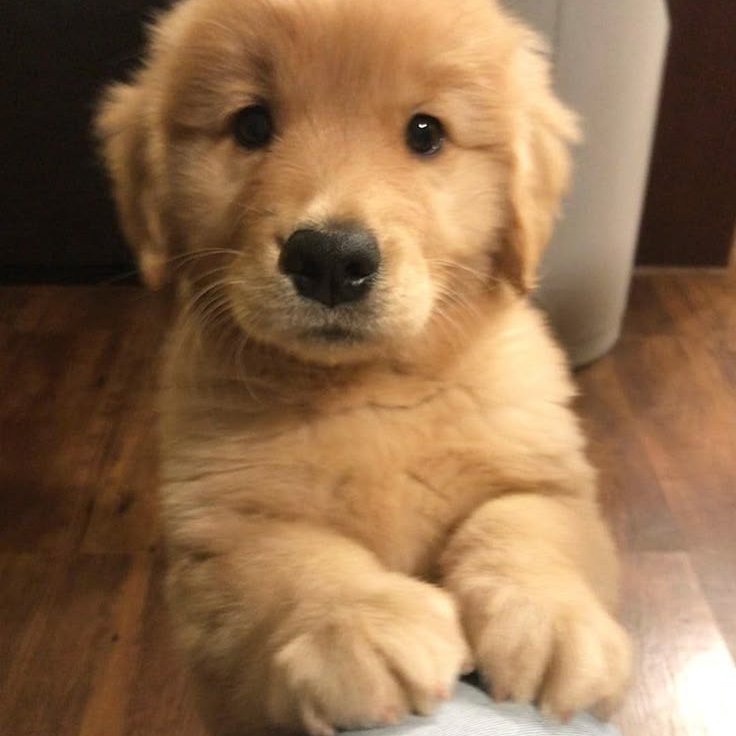just trying to get some work done and this little face happens. distractions, man.