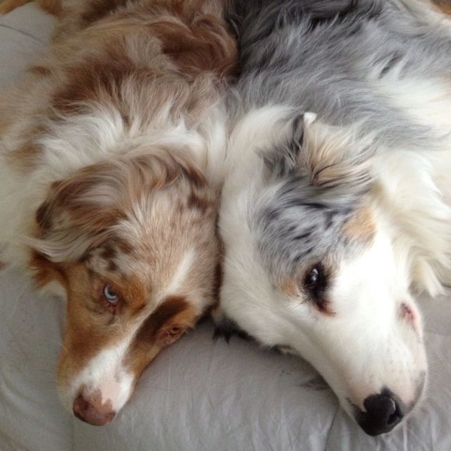 snuggles and sleepy puppy cuddles are just what i need always <3